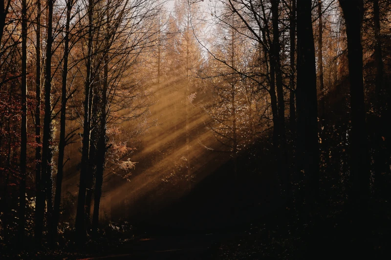 Sonnenstrahlen brechen durch dichte Bäume im herbstlichen Wald und erzeugen mystische Stimmung.